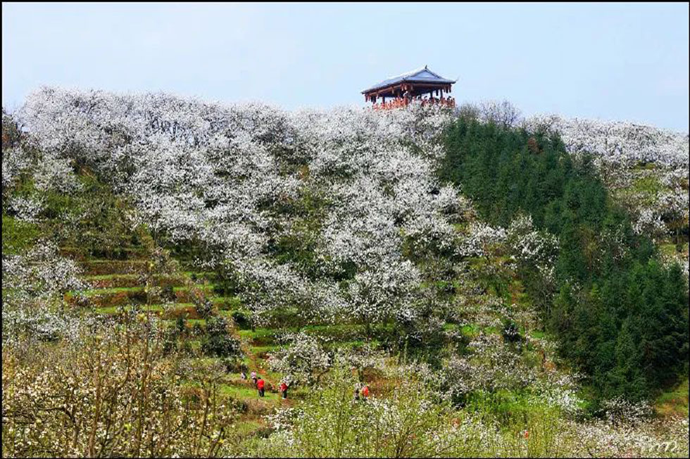 【春天，广西桂林灌阳县向您发出邀请！】我们在灌阳看梨花 - 游山玩水 - 佳木斯生活社区 - 佳木斯28生活网 jms.28life.com