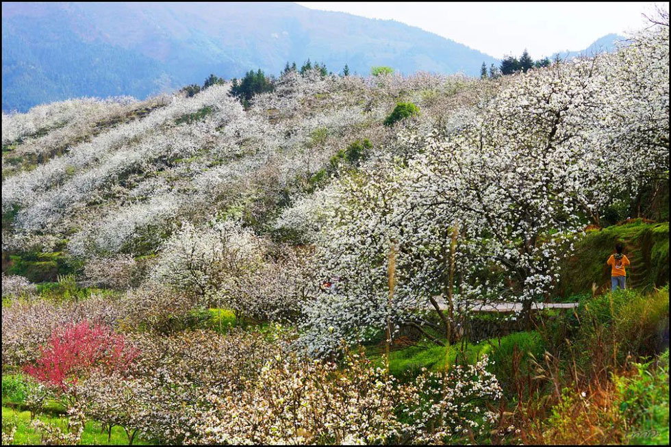 【春天，广西桂林灌阳县向您发出邀请！】我们在灌阳看梨花 - 游山玩水 - 佳木斯生活社区 - 佳木斯28生活网 jms.28life.com