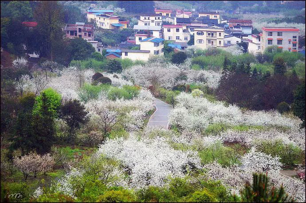 【春天,广西桂林灌阳县向您发出邀请!】我们在灌阳看梨花 - 游山玩水 - 佳木斯生活社区 - 佳木斯28生活网 jms.28life.com