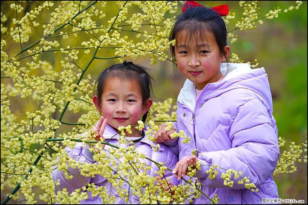 【春天，广西桂林灌阳县向您发出邀请！】米珠山前有片山苍子花在飘香 - 游山玩水 - 佳木斯生活社区 - 佳木斯28生活网 jms.28life.com