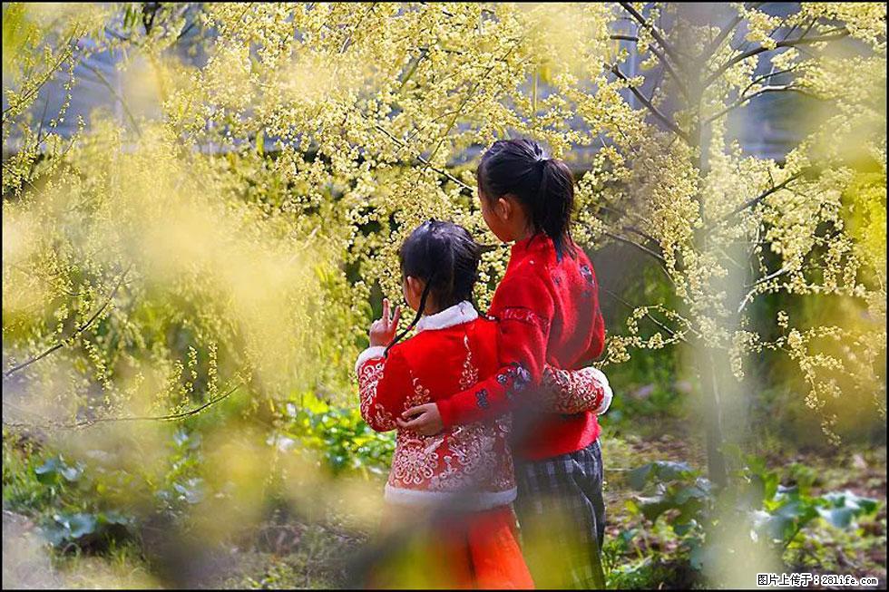 【春天,广西桂林灌阳县向您发出邀请!】米珠山前有片山苍子花在飘香 - 游山玩水 - 佳木斯生活社区 - 佳木斯28生活网 jms.28life.com
