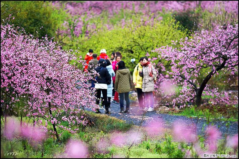 【春天，广西桂林灌阳县向您发出邀请！】官庄村有个醉美的桃花园 - 游山玩水 - 佳木斯生活社区 - 佳木斯28生活网 jms.28life.com