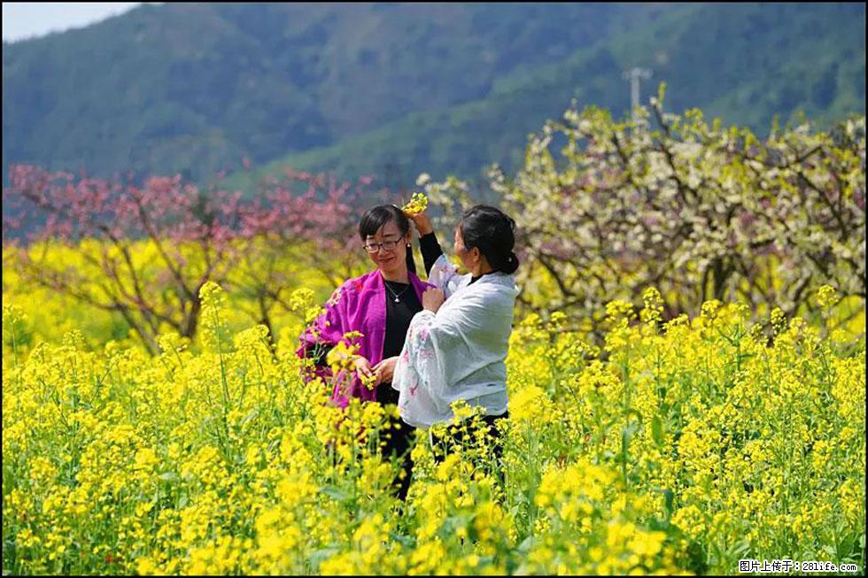 【春天,广西桂林灌阳县向您发出邀请!】长坪村油菜盛情花开 - 游山玩水 - 佳木斯生活社区 - 佳木斯28生活网 jms.28life.com