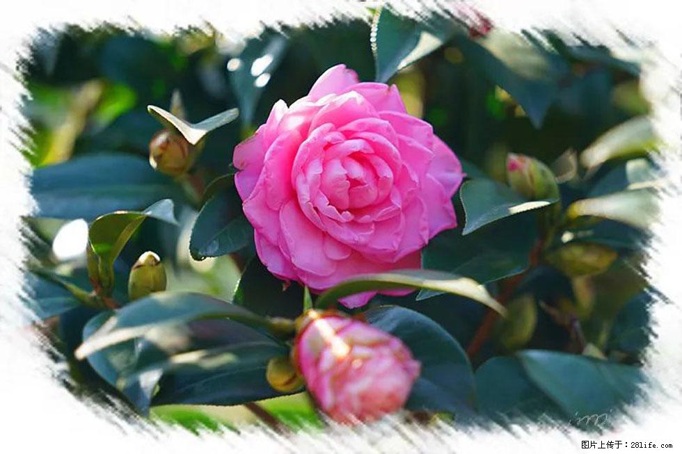 【春天,广西桂林灌阳县向您发出邀请!】杨柳井茶花惹人爱 - 游山玩水 - 佳木斯生活社区 - 佳木斯28生活网 jms.28life.com
