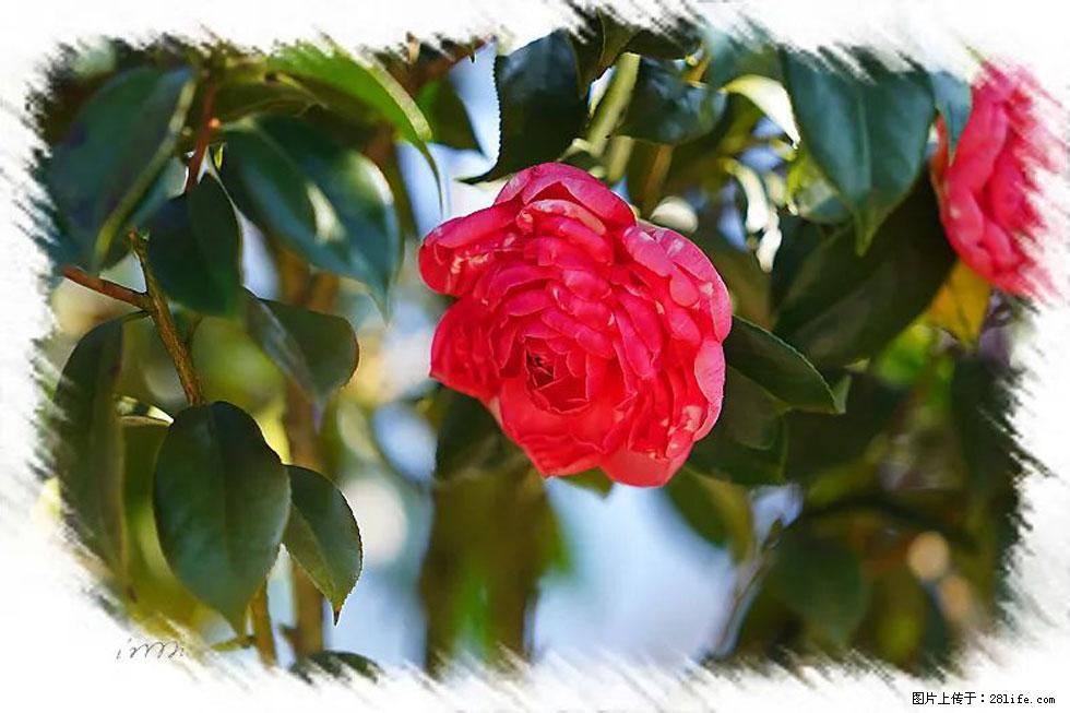【春天,广西桂林灌阳县向您发出邀请!】杨柳井茶花惹人爱 - 游山玩水 - 佳木斯生活社区 - 佳木斯28生活网 jms.28life.com