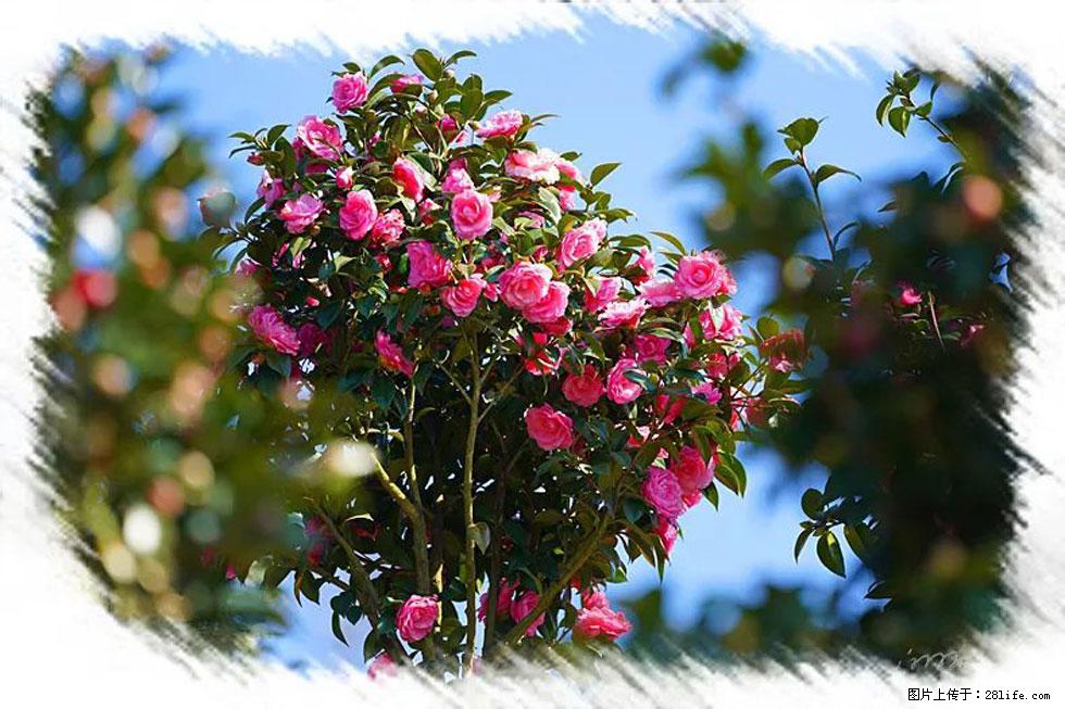 【春天,广西桂林灌阳县向您发出邀请!】杨柳井茶花惹人爱 - 游山玩水 - 佳木斯生活社区 - 佳木斯28生活网 jms.28life.com