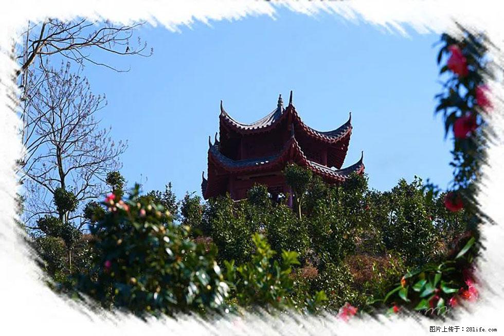 【春天,广西桂林灌阳县向您发出邀请!】杨柳井茶花惹人爱 - 游山玩水 - 佳木斯生活社区 - 佳木斯28生活网 jms.28life.com