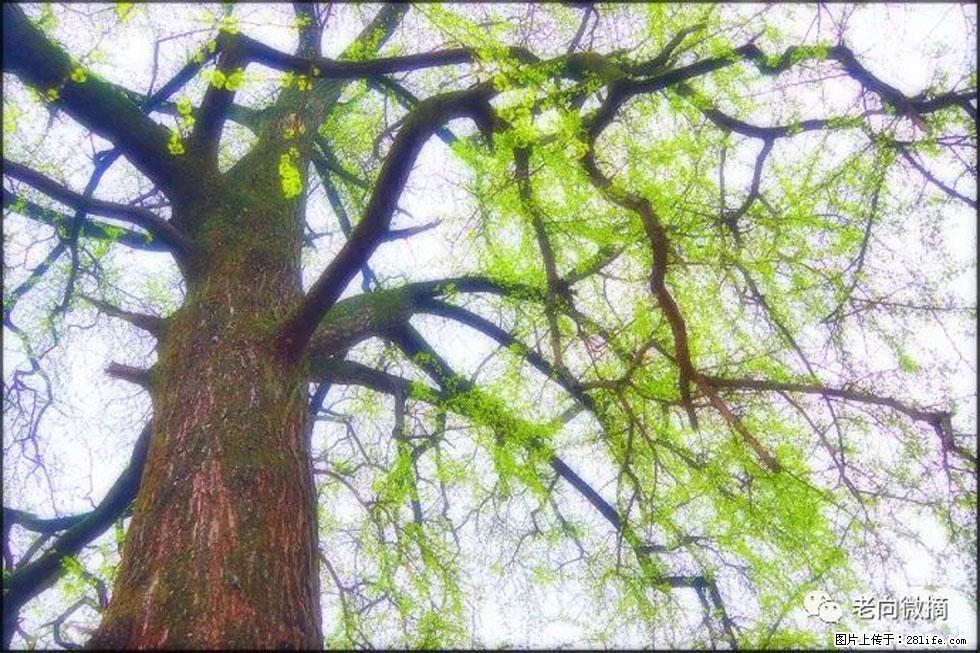 【春天,广西桂林灌阳县向您发出邀请!】在小龙村与春天约会 - 游山玩水 - 佳木斯生活社区 - 佳木斯28生活网 jms.28life.com