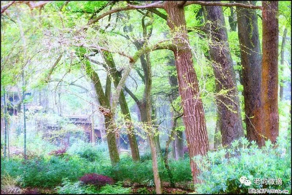 【春天,广西桂林灌阳县向您发出邀请!】在小龙村与春天约会 - 游山玩水 - 佳木斯生活社区 - 佳木斯28生活网 jms.28life.com