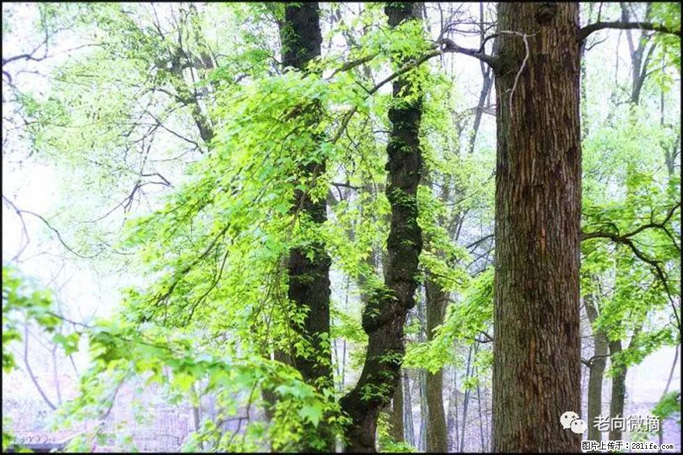 【春天,广西桂林灌阳县向您发出邀请!】在小龙村与春天约会 - 游山玩水 - 佳木斯生活社区 - 佳木斯28生活网 jms.28life.com