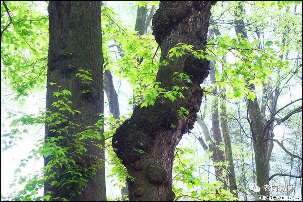 【春天,广西桂林灌阳县向您发出邀请!】在小龙村与春天约会 - 游山玩水 - 佳木斯生活社区 - 佳木斯28生活网 jms.28life.com