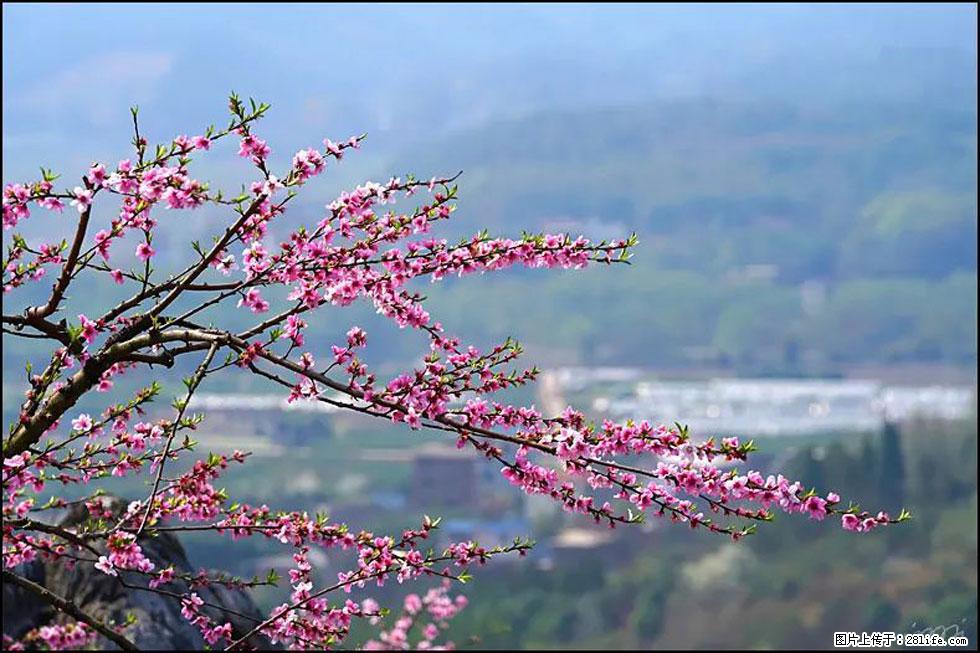 【春天,广西桂林灌阳县向您发出邀请!】望月岭上桃花开 - 游山玩水 - 佳木斯生活社区 - 佳木斯28生活网 jms.28life.com