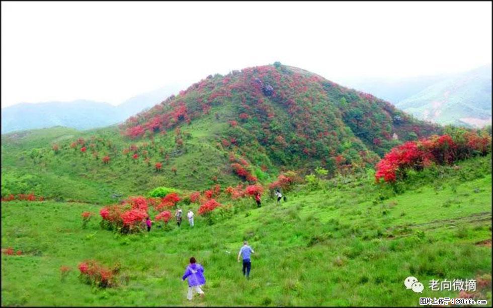 【春天,广西桂林灌阳县向您发出邀请!】宝盖山上映山红 - 游山玩水 - 佳木斯生活社区 - 佳木斯28生活网 jms.28life.com