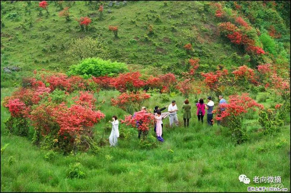 【春天,广西桂林灌阳县向您发出邀请!】宝盖山上映山红 - 游山玩水 - 佳木斯生活社区 - 佳木斯28生活网 jms.28life.com