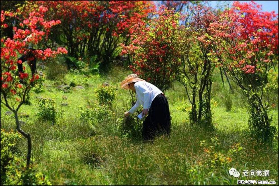 【春天,广西桂林灌阳县向您发出邀请!】宝盖山上映山红 - 游山玩水 - 佳木斯生活社区 - 佳木斯28生活网 jms.28life.com