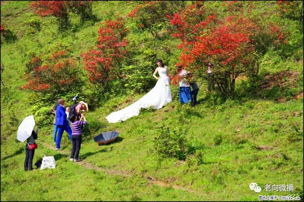 【春天,广西桂林灌阳县向您发出邀请!】宝盖山上映山红 - 游山玩水 - 佳木斯生活社区 - 佳木斯28生活网 jms.28life.com
