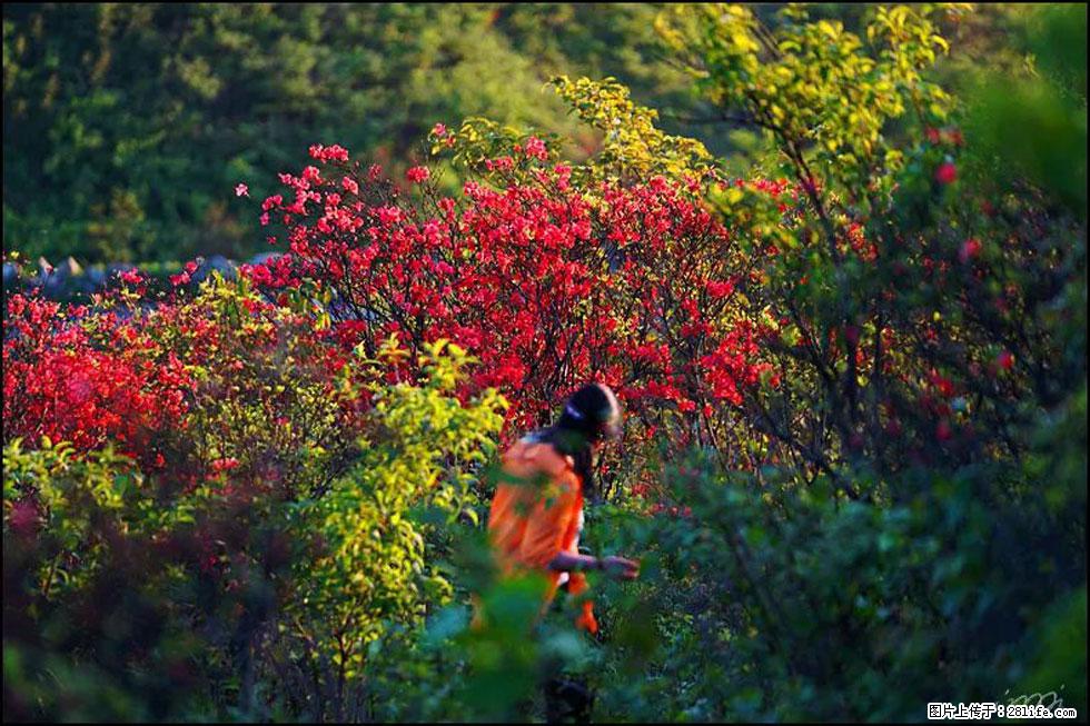 【春天,广西桂林灌阳县向您发出邀请!】春木界上映山红 - 游山玩水 - 佳木斯生活社区 - 佳木斯28生活网 jms.28life.com