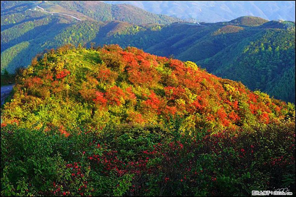 【春天,广西桂林灌阳县向您发出邀请!】春木界上映山红 - 游山玩水 - 佳木斯生活社区 - 佳木斯28生活网 jms.28life.com