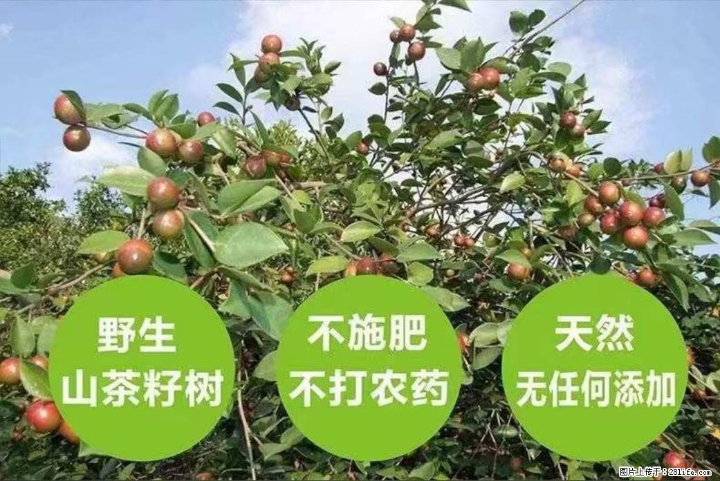 【灌阳县油茶产业示范区】一个有着充实的精神生活的人,对待身外之物自会有一种淡泊的态度 - 土特产 - 饮食特产 - 佳木斯分类信息 - 佳木斯28生活网 jms.28life.com