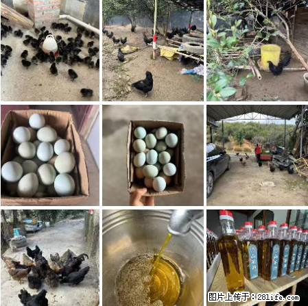 油茶园从小鸡仔开始养起的纯土鸡、土鸡蛋可以预定啦!还有前几天刚榨的纯山茶油哦 - 美食天地 - 佳木斯生活社区 - 佳木斯28生活网 jms.28life.com