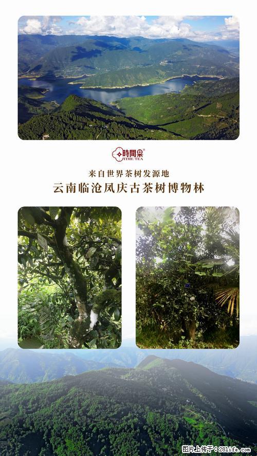 时间果百年古树2025年春红茶 - 购物交流 - 佳木斯生活社区 - 佳木斯28生活网 jms.28life.com