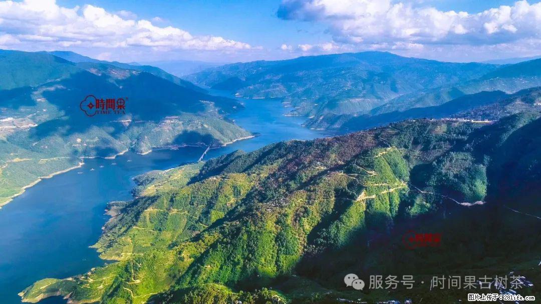 时间果百年古树龙珠普洱生茶 - 购物交流 - 佳木斯生活社区 - 佳木斯28生活网 jms.28life.com