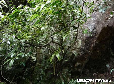 平乐石崖茶,珍贵仅次于金花茶 - 佳木斯生活资讯 - 佳木斯28生活网 jms.28life.com