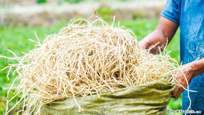 堪称“最难吃”的蔬菜，却是 “抗辐射神器”，还能护肺、清热、止咳化痰！ - 佳木斯生活资讯 - 佳木斯28生活网 jms.28life.com