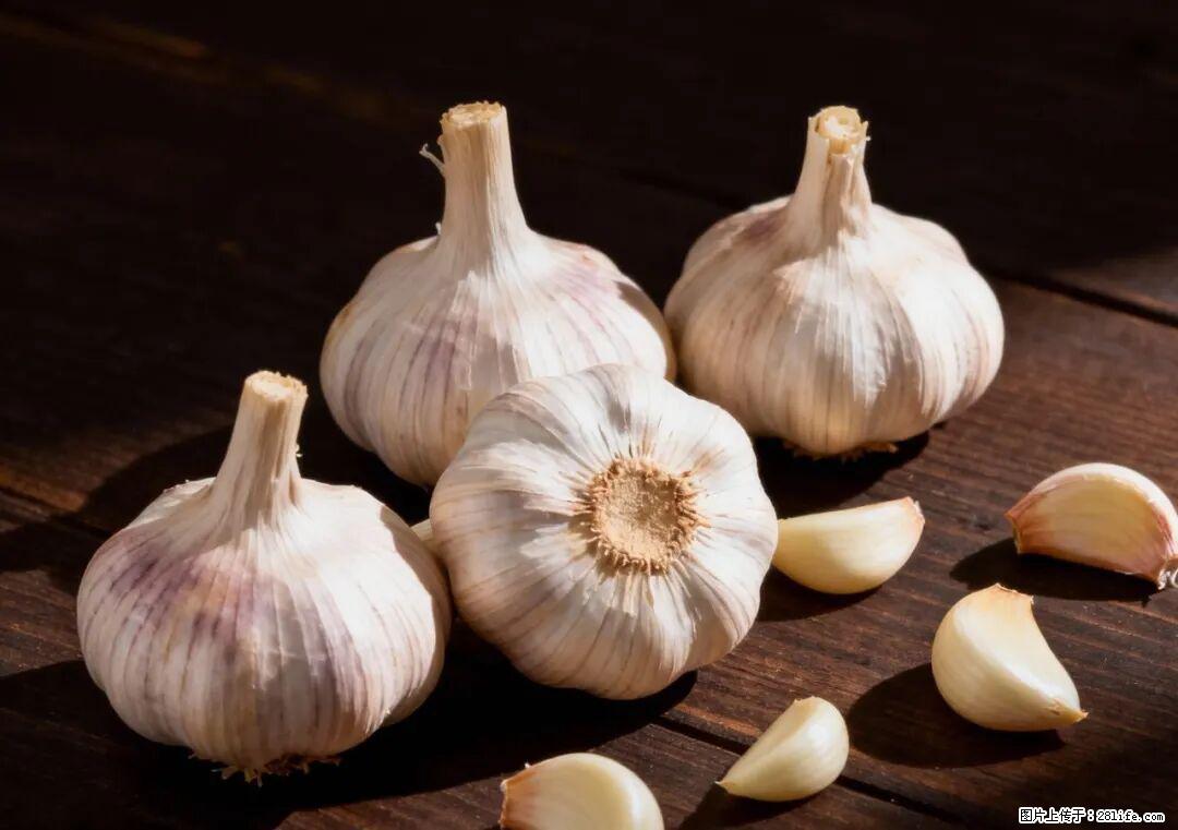 关于大蒜，除了“天然抗生素”，这4个谣言更该警惕! - 佳木斯生活资讯 - 佳木斯28生活网 jms.28life.com