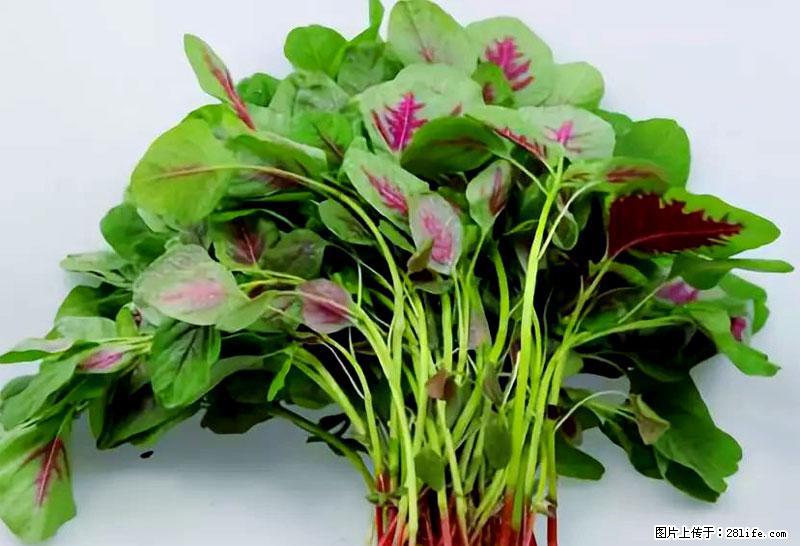 这些蔬菜是“天然钙片”，这6种被医生重点推荐 - 佳木斯生活资讯 - 佳木斯28生活网 jms.28life.com