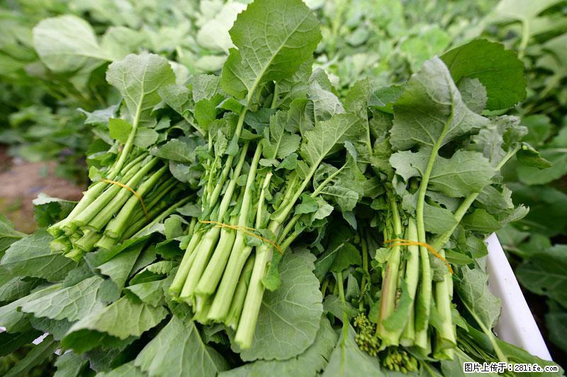 这些蔬菜是“天然钙片”，这6种被医生重点推荐 - 佳木斯生活资讯 - 佳木斯28生活网 jms.28life.com